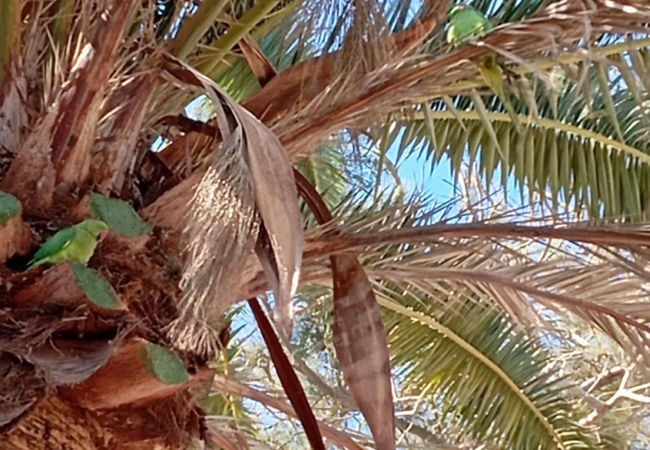 Studio in Costa del Silencio - Parrot Paradise Studio, WiFi, Smart Tv, Pool 